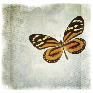 Debra Van Swearingen - Floating Butterfly VI