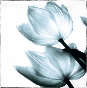 Debra Van Swearingen - Translucent Tulips II Sq Aqua