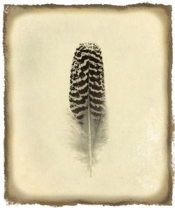 Debra Van Swearingen - Feather I Vintage