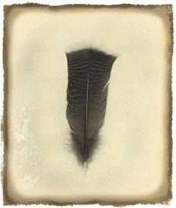 Debra Van Swearingen - Feather III Vintage