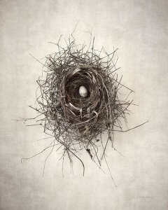 Debra Van Swearingen - Nest I