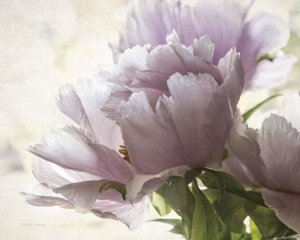 Debra Van Swearingen - Translucent Peony I