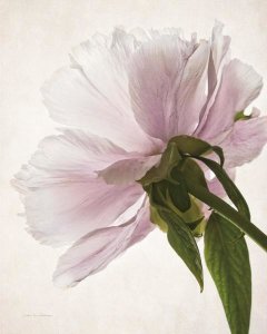 Debra Van Swearingen - Translucent Peony III