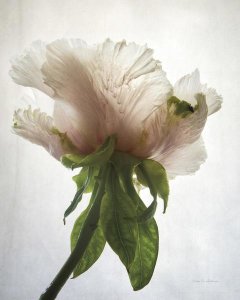 Debra Van Swearingen - Translucent Peony VII