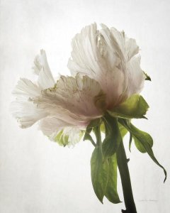 Debra Van Swearingen - Translucent Peony VIII