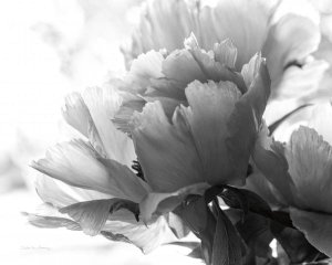 Debra Van Swearingen - Translucent Peony I - BW