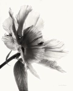 Debra Van Swearingen - Translucent Peony II - BW