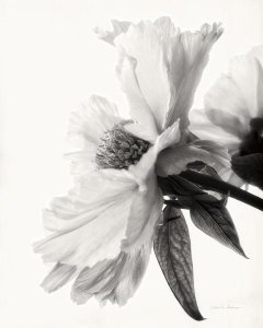 Debra Van Swearingen - Translucent Peony IV - BW