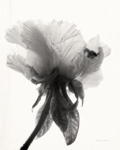 Debra Van Swearingen - Translucent Peony VII - BW