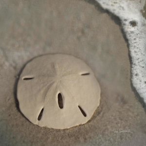 Sue Schlabach - Sand Surf Sand Dollar