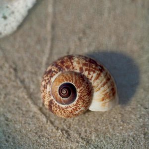 Sue Schlabach - Sand Surf Shell