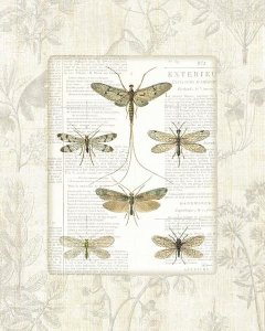 Sue Schlabach - Dragonfly Botanical