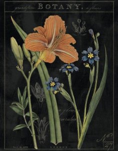 Sue Schlabach - Vintage Flora II