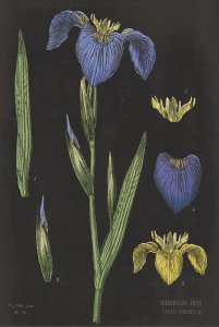 Sue Schlabach - Iris Chart