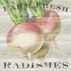 Sue Schlabach - Farm Fresh Radishes