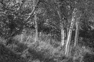 Sue Schlabach - Sunlit Birches II