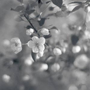 Sue Schlabach - Blush Blossoms I Square BW