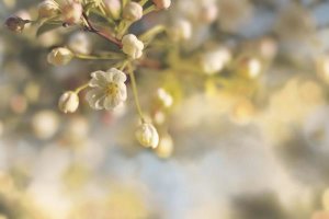 Sue Schlabach - Blush Blossoms II Pastel