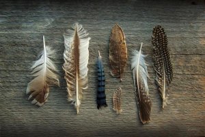 Sue Schlabach - Feather Collection I