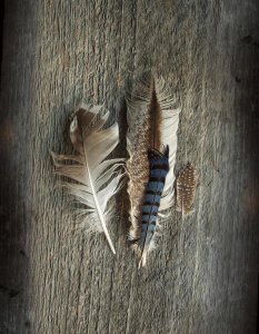Sue Schlabach - Feather Collection III