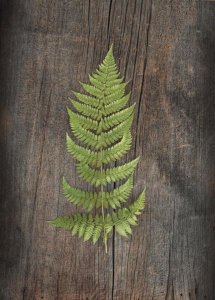 Sue Schlabach - Woodland Fern I