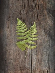 Sue Schlabach - Woodland Fern II