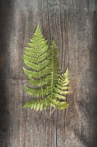 Sue Schlabach - Woodland Fern III