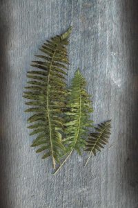 Sue Schlabach - Woodland Fern VI