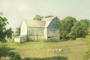 Sue Schlabach - Farm Morning III