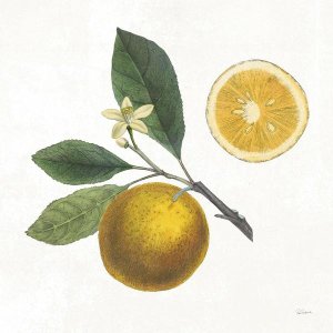 Sue Schlabach - Classic Citrus II