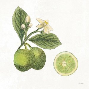 Sue Schlabach - Classic Citrus III