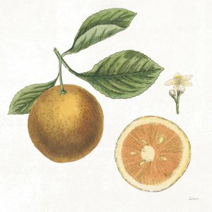 Sue Schlabach - Classic Citrus IV