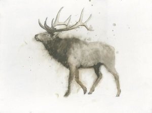 James Wiens - Elk