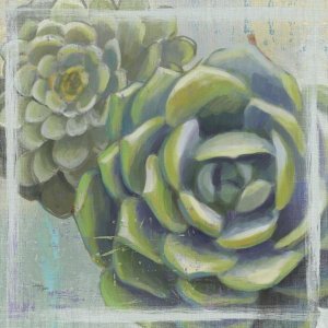 Wellington Studio - Succulents II