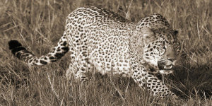 Pangea Images - Leopard hunting