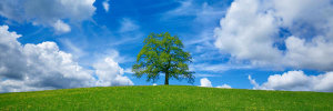 Frank Krahmer - Oak and clouds, Bavaria, Germany