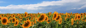 Fulvio Ferrua - Girasoli in Val D'Orcia