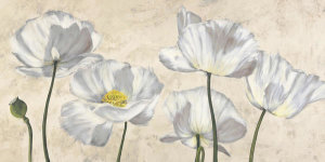 Luca Villa - Poppies in White