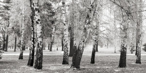 Pangea Images - Birches in a Park