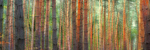 Pangea Images - Colors of the Woods