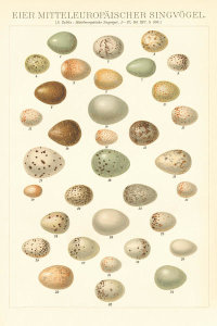 Wild Apple Portfolio - Songbird Egg Chart