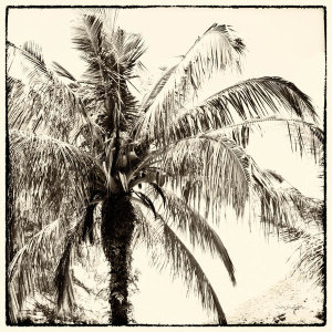 Debra Van Swearingen - Palm Tree Sepia III