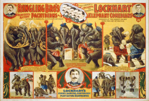 Hollywood Photo Archive - Ringling Bro's Marvelous Acting Pachyderms - Lockhart Elephant Comedians - 1899