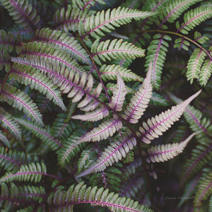 Laura Marshall - Funky Ferns VI