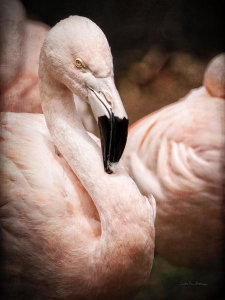 Debra Van Swearingen - Chilean Flamingo II
