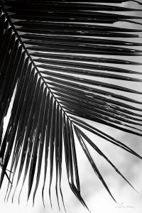 Debra Van Swearingen - Palm Frond II