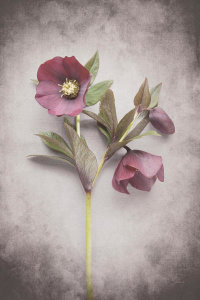 Felicity Bradley - Vintage Hellebore Study V