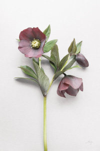 Felicity Bradley - Hellebore Study V