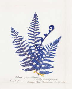 Wild Apple Portfolio - Botanical Fern IV Blue Light