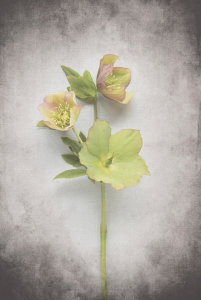 Felicity Bradley - Vintage Hellebore Study I